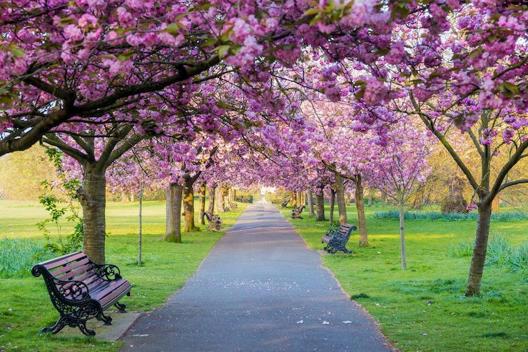 Foto panchine su un sentiero con erba verde e fiori di ciliegio o fiore di sakura.