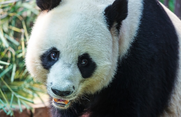 Panda abbastanza gigante