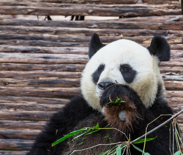 Panda abbastanza gigante