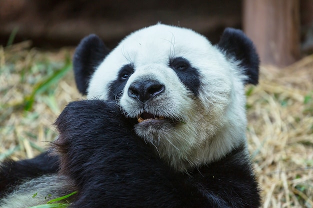 Panda abbastanza gigante