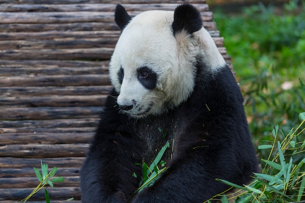 Panda abbastanza gigante