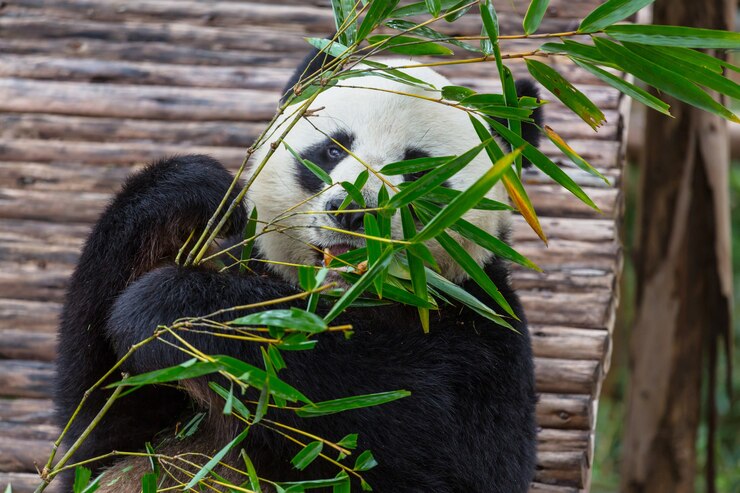 Panda abbastanza gigante