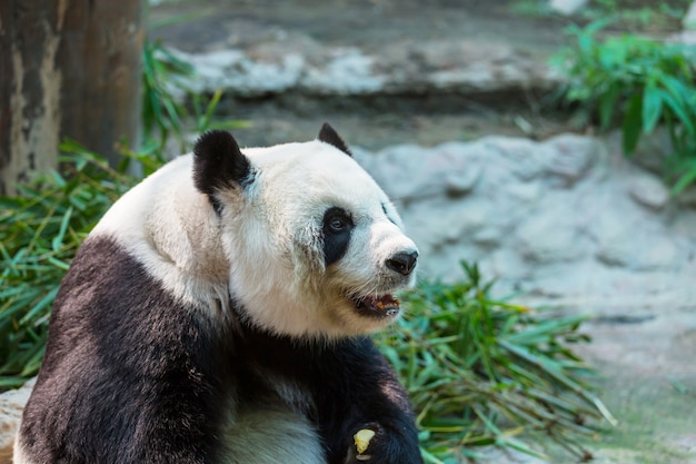 Panda abbastanza gigante