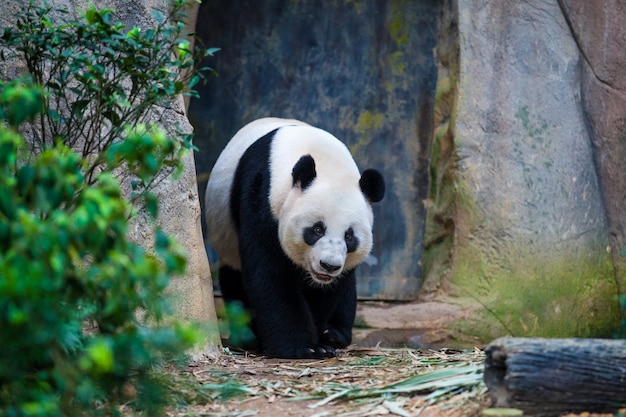 Panda gigante che cammina tra le piante verdi