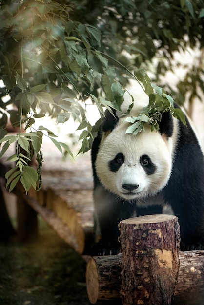 Panda gigante che esamina la macchina fotografica