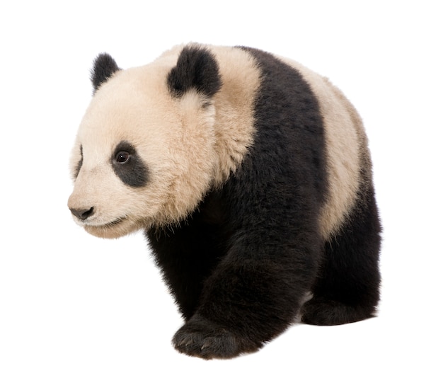Panda gigante, melanoleuca di Ailuropoda su un bianco isolato