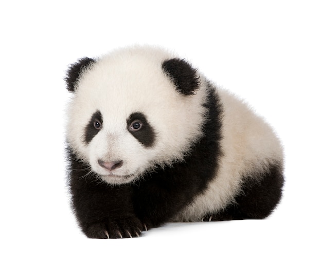 Panda gigante, melanoleuca di Ailuropoda su un bianco isolato