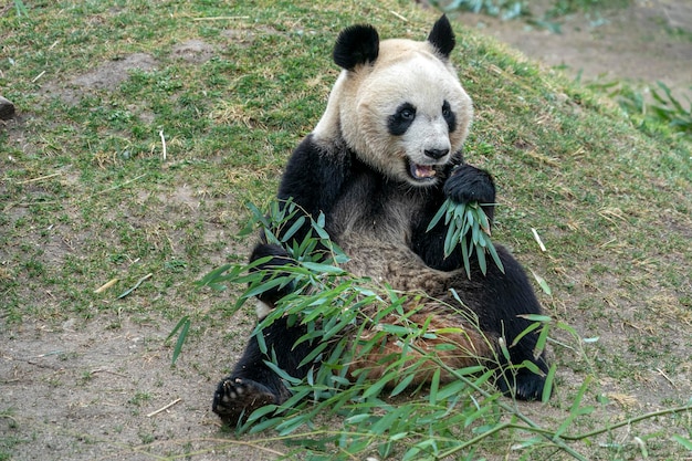 Panda gigante mentre mangia bambù