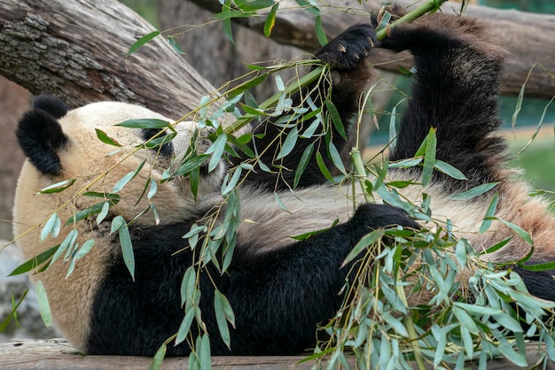 Panda gigante mentre mangia bambù