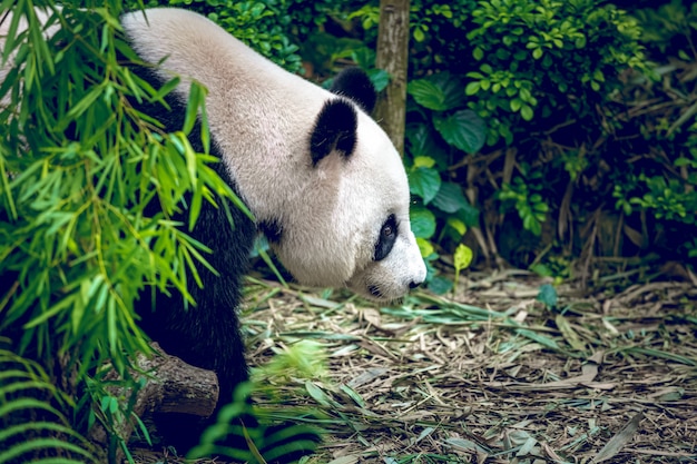 Panda gigante