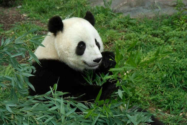 panda gigante