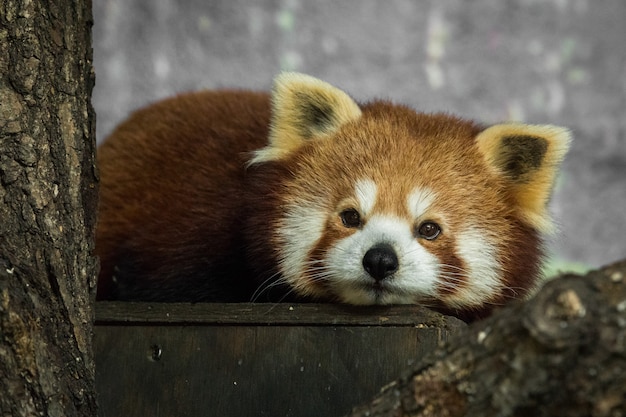 Panda rosso, Ailurus fulgens, riposo all'interno