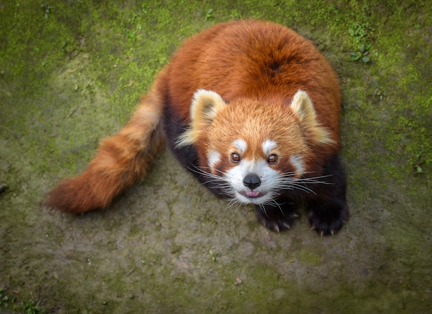 Panda rosso alza lo sguardo