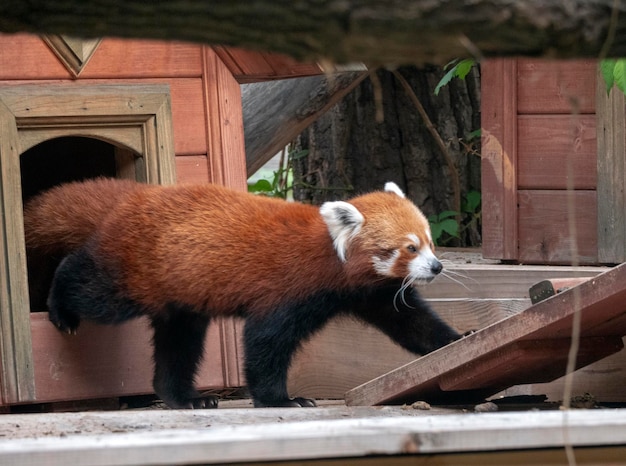 Panda rosso Firefox o panda minore Ailurus fulgens sull'albero