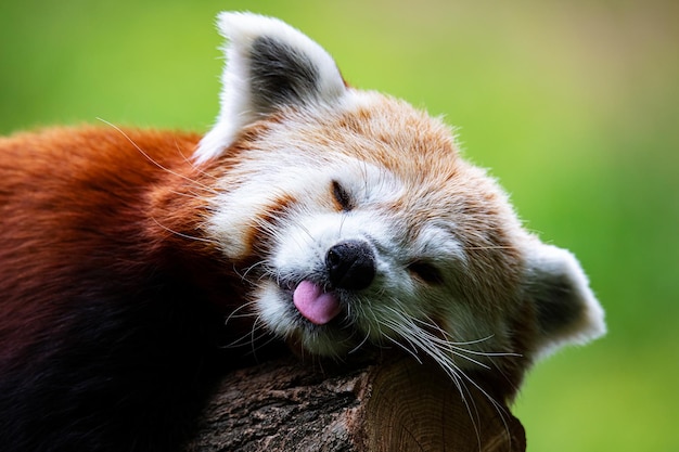 Panda rosso Mammiferi e mammiferi Mondo terrestre e fauna Fauna e zoologia