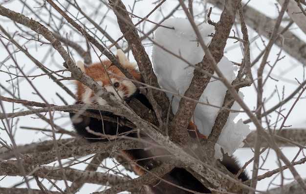 Panda rosso nascosto nella neve