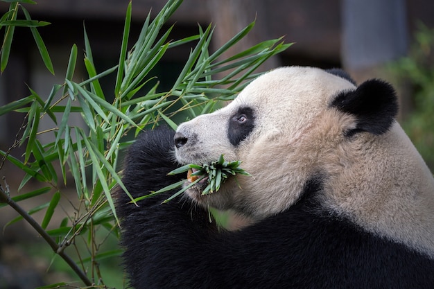 Panda sta mangiando foglie di bambù.