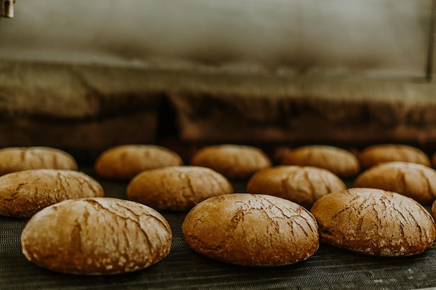 Panini freschi sfornati Nastro trasportatore con pane Cuocere il pane Laboratorio per la produzione del pane Pane bianco al forno Panini caldi Dolciumi