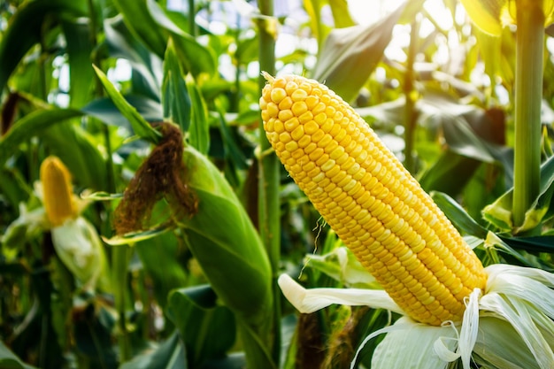 Pannocchia di mais con crescita di foglie verdi nel campo agricolo all'aperto