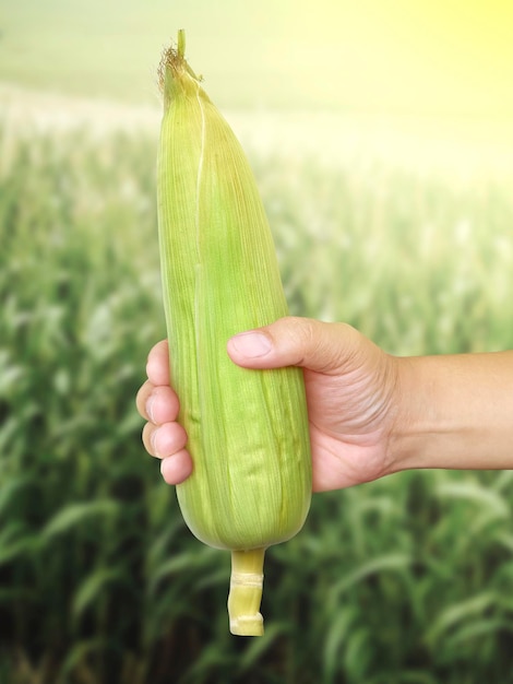 Pannocchia di mais nelle mani dell'agricoltore mentre si lavora sul campo agricolo