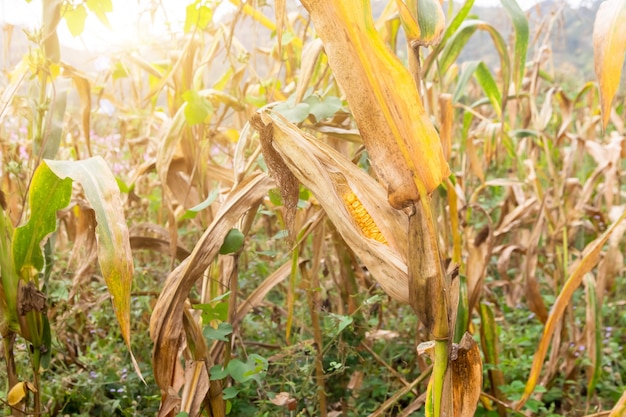 Pannocchia di mais su un campo di mais secco in giardino che non è pronto per essere raccolto perché danneggiato