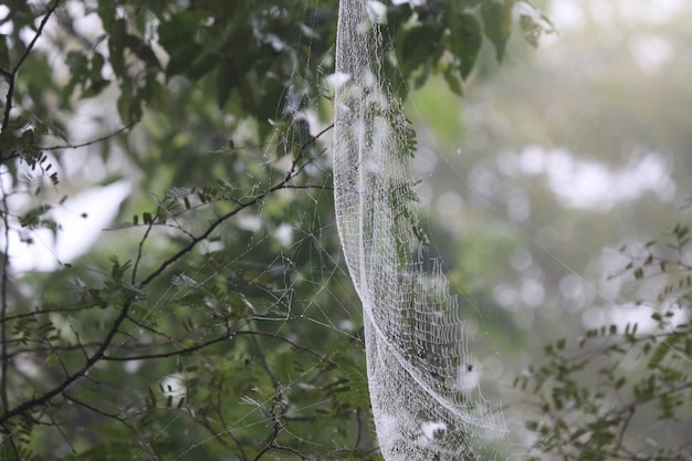 Pannocchia di ragnatela con le gocce di rugiada nei precedenti della natura di tempo di mattina della foresta