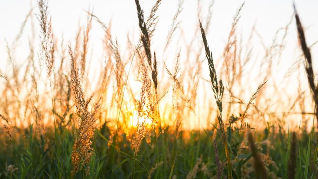 Pannocchie di erba secca della Pampa contro il cielo arancione con un sole al tramonto.