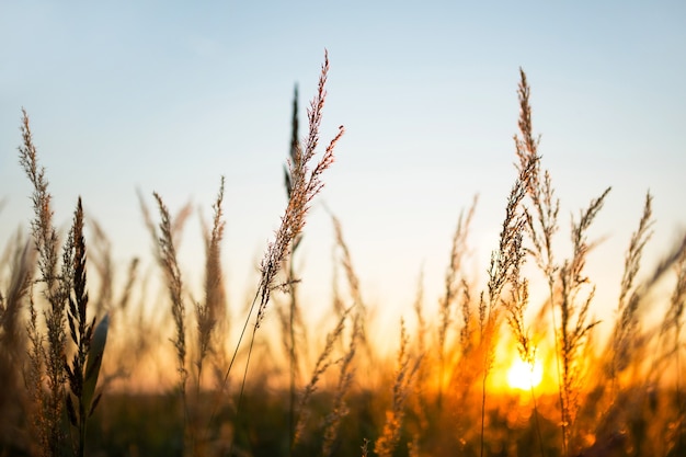 Pannocchie di erba secca della Pampa contro il cielo arancione con un sole al tramonto.