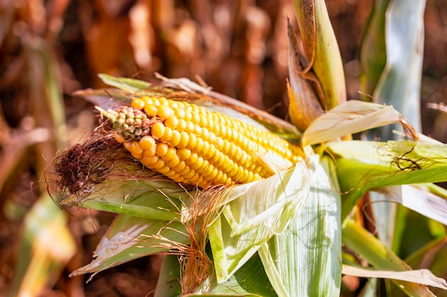 Pannocchie di mais maturo succoso nel primo piano del campo. La coltura agricola più importante del mondo. Raccolta del mais. Cibo in crescita. Un raccolto abbondante.