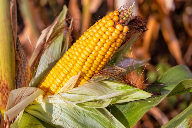 Pannocchie di mais maturo succoso nel primo piano del campo La coltura agricola più importante del mondo Raccolta del mais Coltivazione di cibo Un raccolto abbondante