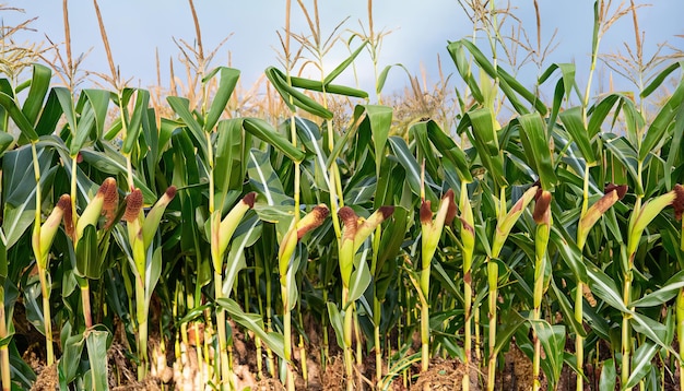 Pannocchie di mais nel campo della piantagione di mais