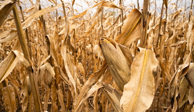 Pannocchie oltre i prodotti agricoli maturi e bisognosi di raccolta