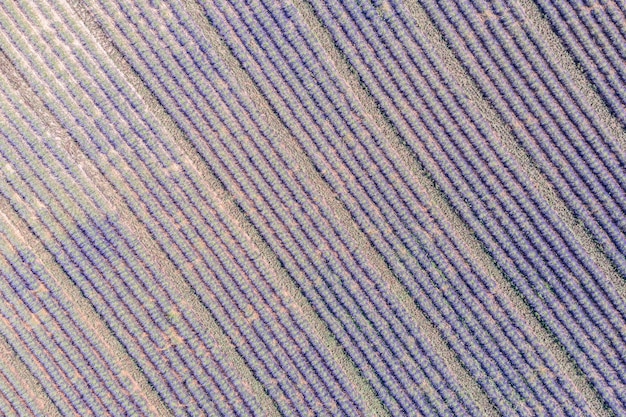 Panorama aereo meraviglioso agricolo in Provenza, Francia. Paesaggio calmo della bellissima campagna