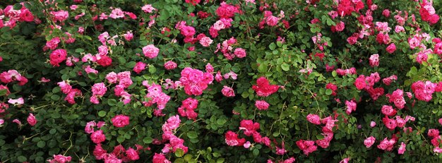 Panorama con un tappeto di rose scarlatte risvegliate dopo il sonno Bella vista sul giardino botanico