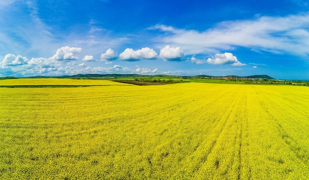 Panorama dei campi con una pianta in una valle sullo sfondo del villaggio e del cielo in Bulgaria