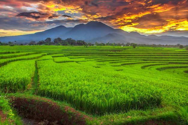 Panorama dei campi di riso giallo con bellissime montagne blu al mattino nel villaggio di Kemumu, Bengkulu Utara, Indonesia