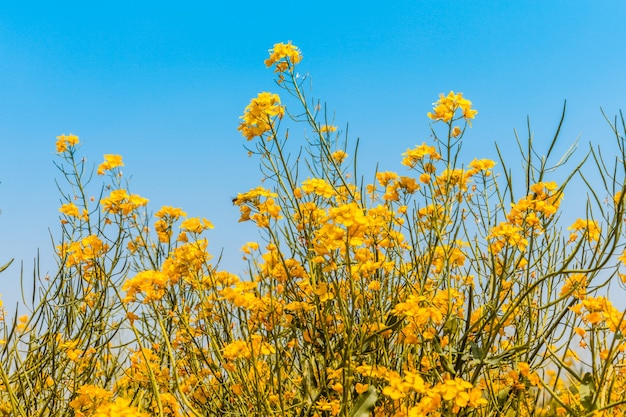 Panorama del campo fiorito, stupro giallo