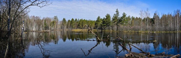 Foto panorama del fiume della foresta nel parco nazionale