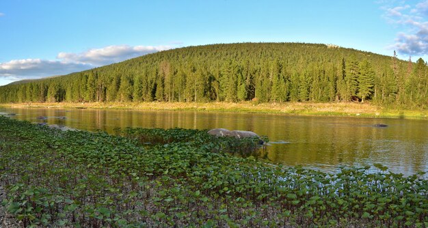 Panorama del fiume nel parco nazionale Yugyd VA