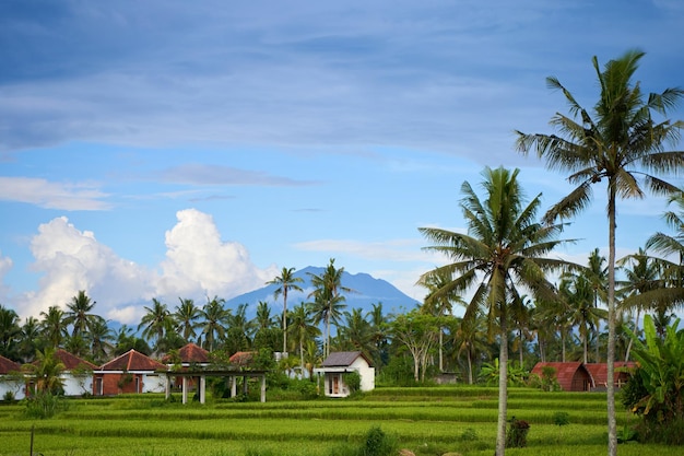 Panorama del monte Agung e dei campi di riso sull'isola di Bali Vista della montagna sullo sfondo di palme e un campo di mais Panorama del vulcano Agung coperto di nuvole in una giornata di sole