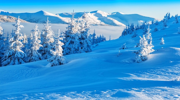 Panorama del paesaggio invernale con montagne innevate e abeti