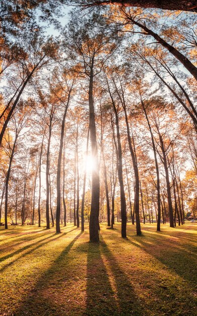 Panorama del tramonto attraverso i pini nella foresta autunnale nell'area protetta