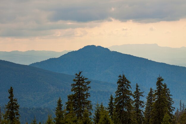 Panorama del tramonto in montagne carpatiche con le cime dei pini