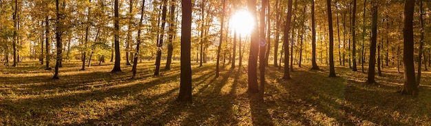 Panorama dell'alba nella foresta autunnale gialla