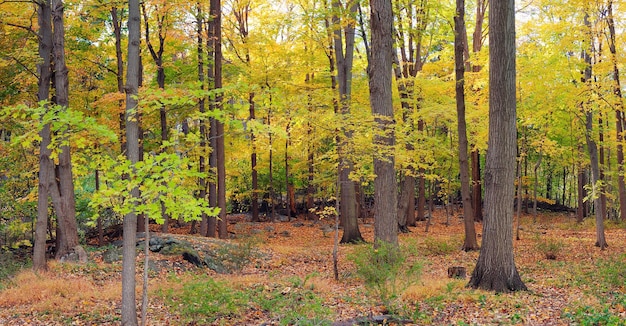 Panorama della foresta di Bear Mountain