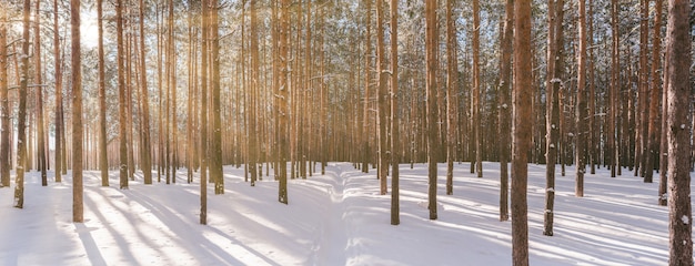 Panorama della foresta di inverno con il sole
