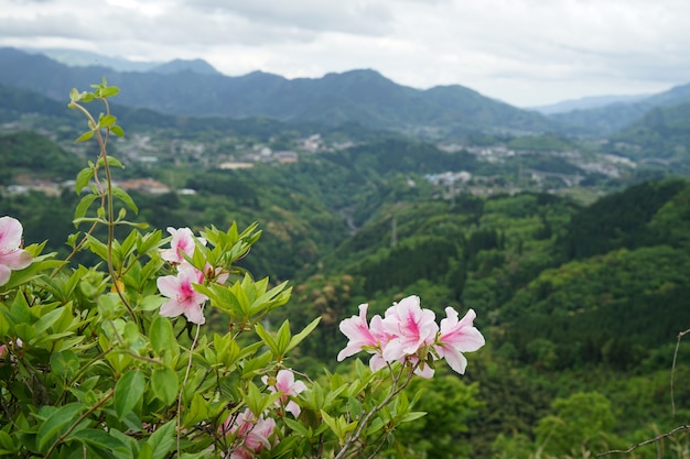 Panorama della montagna della pianta e vista della città da lontano con il cespuglio rosa del fiore nella parte anteriore