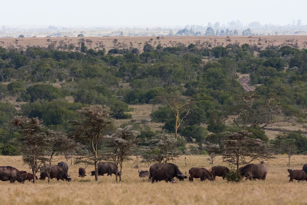 Panorama della savana