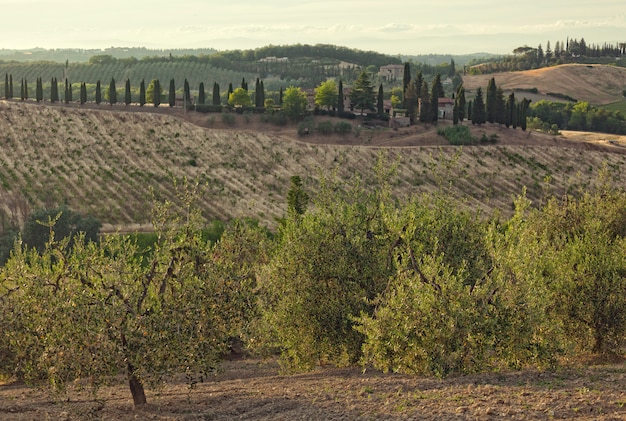 Panorama delle colline di San Gimignano, Toscana in Italia.