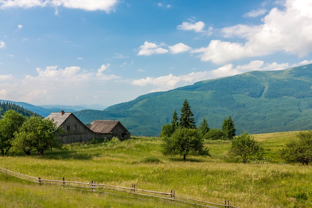 Panorama delle montagne carpatiche in estate con il pino solo che sta nella parte anteriore e nuvole gonfie e creste della montagna.